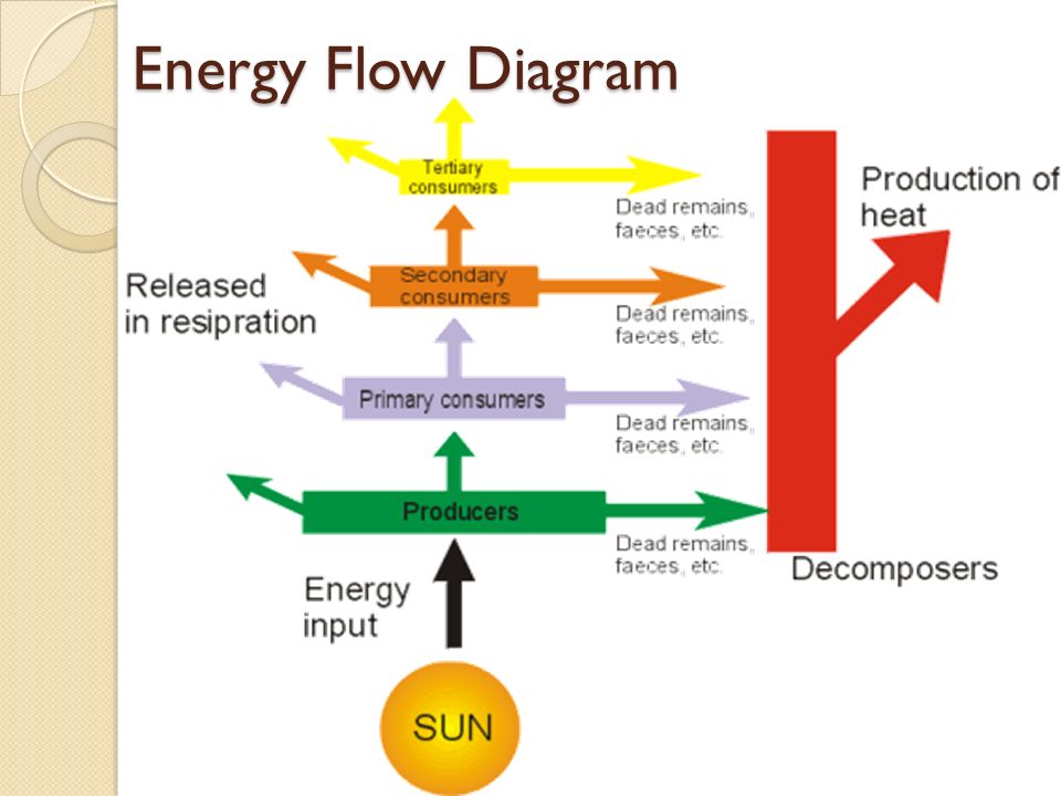 Explain The Energy Flow In The Ecosystem
